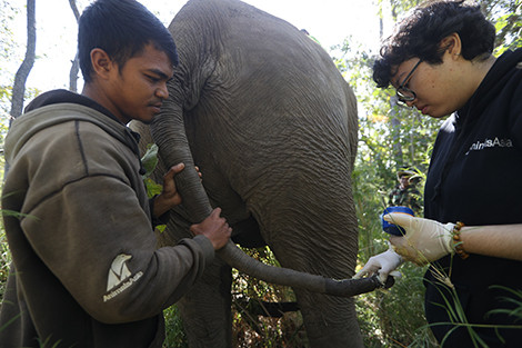 Nhân viên tổ chức bảo vệ động vật châu Á thường xuyên kiểm tra tình trạng sức khỏe của voi trong rừng quốc gia cũng như voi nhà trong địa bàn tỉnh Đắk Lắk