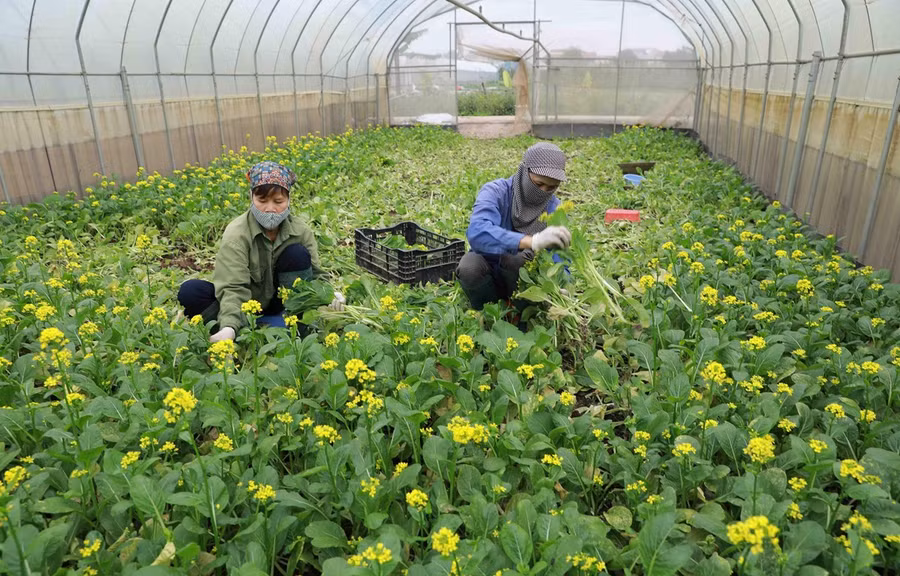 Ảnh minh hoạ (Ảnh: Vũ Sinh/TTXVN)