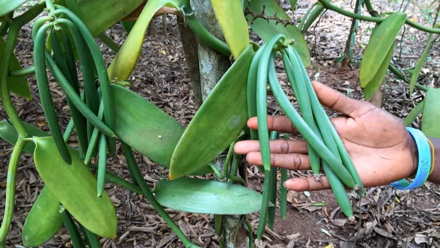 Đây là lý do vì sao vani nguyên chất trở nên quý hiếm và đắt đỏ. Ảnh: Amazon.