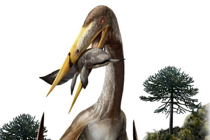 Ảnh minh họa dực long - 