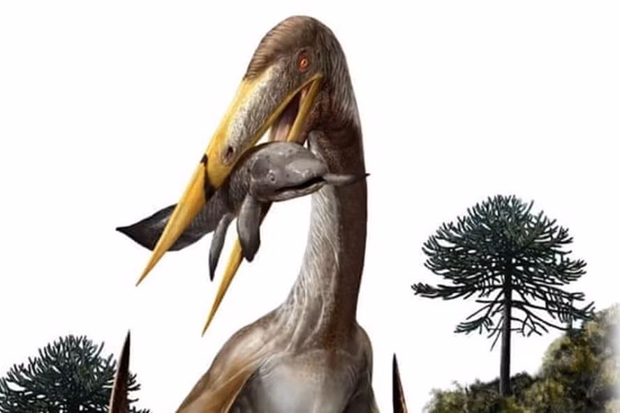 Ảnh minh họa dực long - 