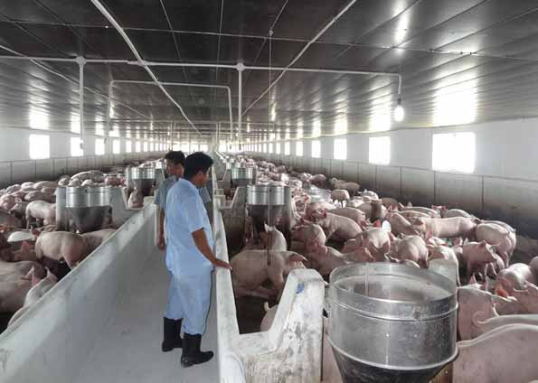 chăn nuôi trang trại vừa đảm bảo dịch bệnh vừa bảo vệ mô trường