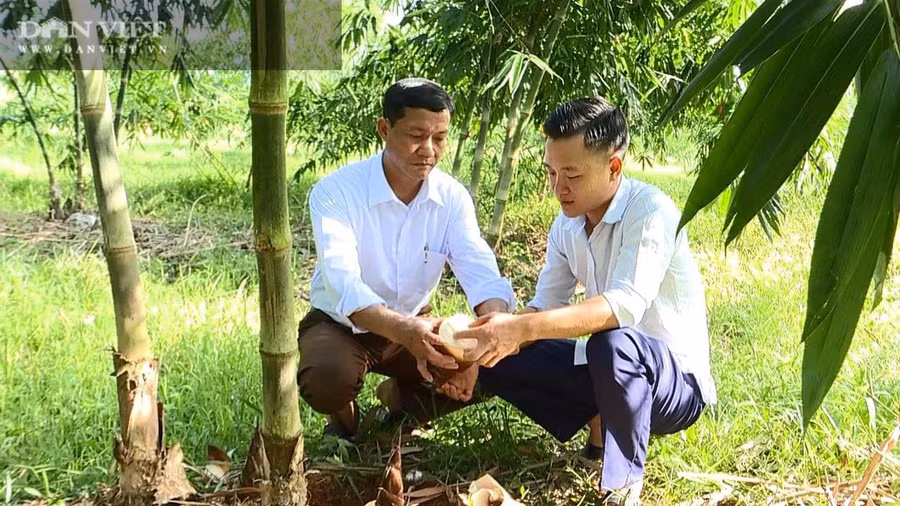 Cất bằng cử nhân tài chính chuyển sang làm nông nghiệp, cụ thể là về quê nuôi lợn, trồng tre, thời gian đầu anh Tuyển cũng bị không ít dị nghị