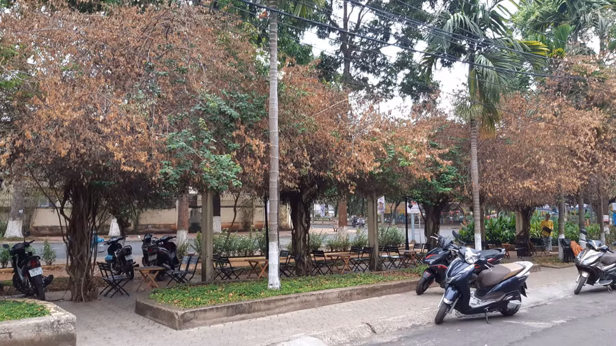 Giàn hoa giấy khô héo sau khi bị cưa gốc.