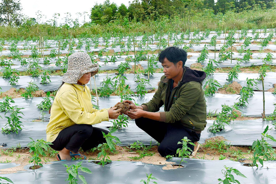 Nông dân xã Yang Bắc (huyện Đak Pơ) chăm sóc ớt. Ảnh: Đức Thụy