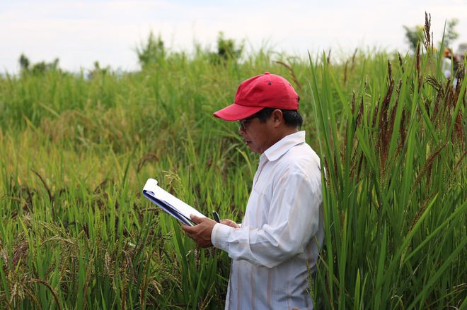 Tiến sĩ Đào Minh Sô -- Trưởng bộ môn Chọn tạo giống cây trồng (Viện Khoa học kỹ thuật nông nghiệp miền Nam) trên khu ruộng thí nghiệm. Tiến sĩ Đào Minh Sô -- Trưởng bộ môn Chọn tạo giống cây trồng (Viện Khoa học kỹ thuật nông nghiệp miền Nam) trên khu ruộng thí nghiệm.