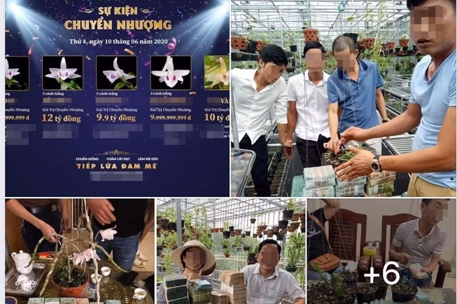 Hình ảnh trong một diễn đàn chơi lan đột biến, nhiều thương vụ mua bán lan lên tới tiền tỉ diễn ra tại một số địa phương thời gian qua. Ảnh: Chụp màn hình