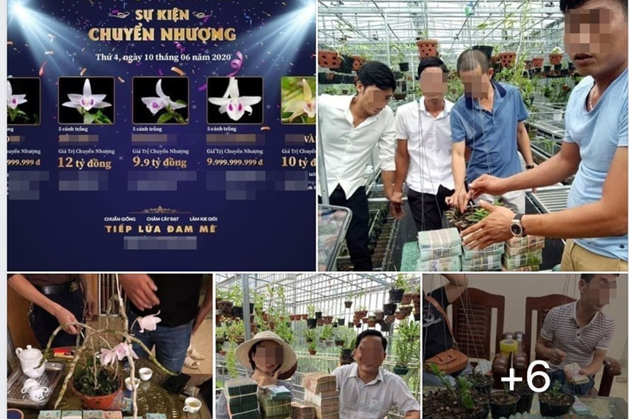 Hình ảnh trong một diễn đàn chơi lan đột biến, nhiều thương vụ mua bán lan lên tới tiền tỉ diễn ra tại một số địa phương thời gian qua. Ảnh: Chụp màn hình