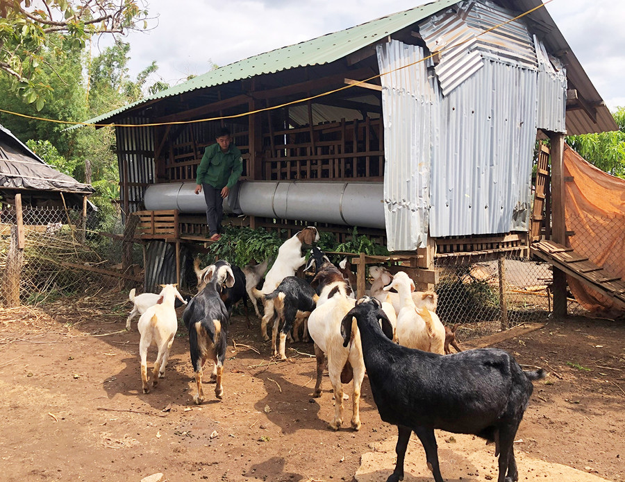 Đàn dê của gia đình bà Phòng. Ảnh: Anh Huy