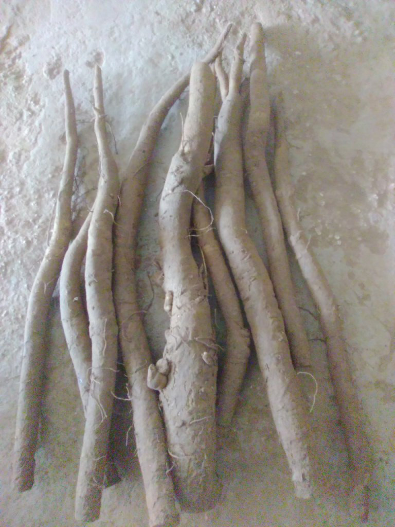 Củ ngưu bàng  Củ ngưu bàng