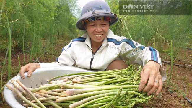  Măng tây sau khi thu hoạch được bán tại vườn với giá từ 60.000 - 80.000 đồng/kg.