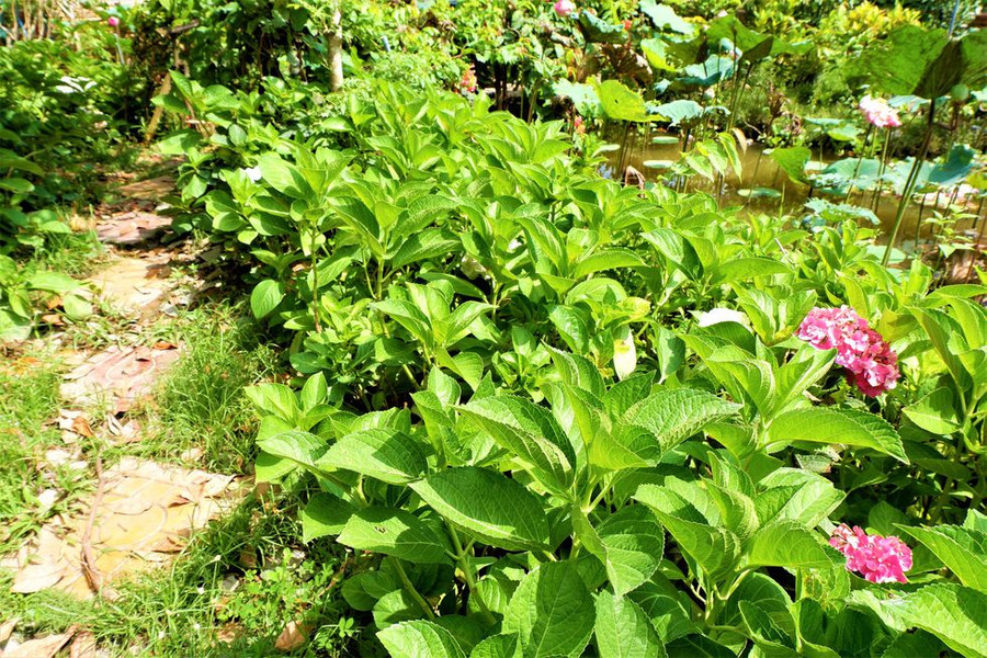 Ngoài trồng cẩm tú cầu trong chậu anh Điền còn trồng cẩm tú cầu theo lối đi ẢNH: MINH CHƠN