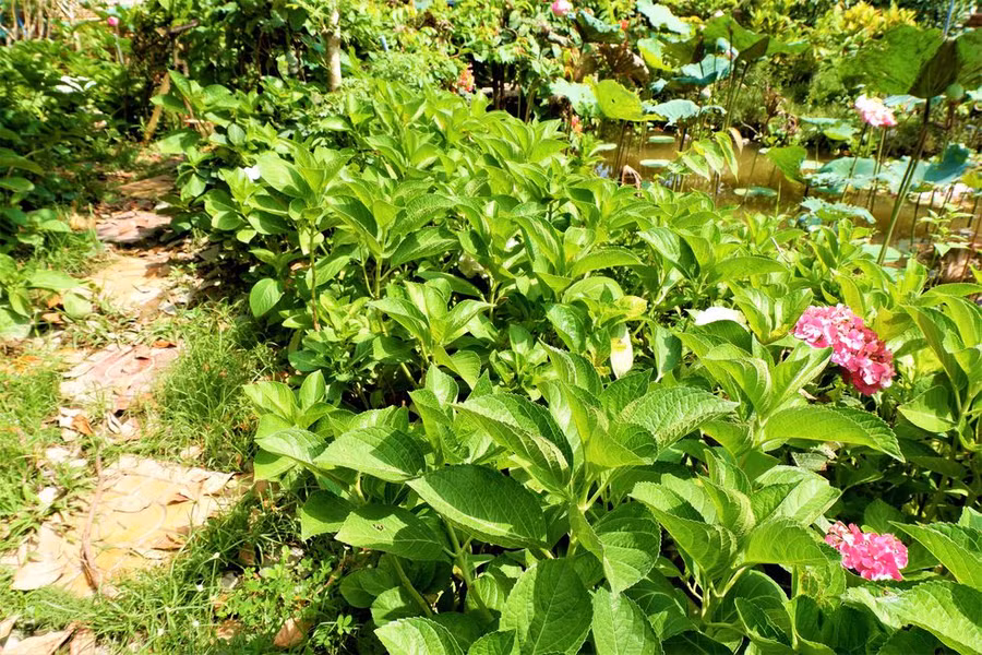 Ngoài trồng cẩm tú cầu trong chậu anh Điền còn trồng cẩm tú cầu theo lối đi ẢNH: MINH CHƠN