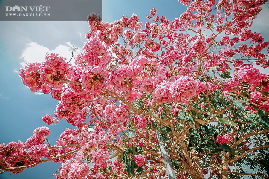 Hoa kèn hồng rực rỡ dưới nắng. Ảnh: NT.