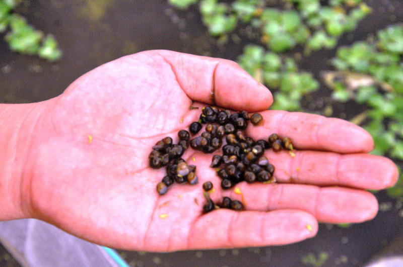 Ốc giống chuẩn bị đến thời kỳ xuất bán ra thị trường.