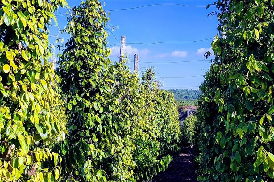 Nguồn cung hồ tiêu không nhiều, giá hồ tiêu dự báo sẽ neo cao trong năm nay. Ảnh: Vũ Long Nguồn cung hồ tiêu không nhiều, giá hồ tiêu dự báo sẽ neo cao trong năm nay. Ảnh: Vũ Long