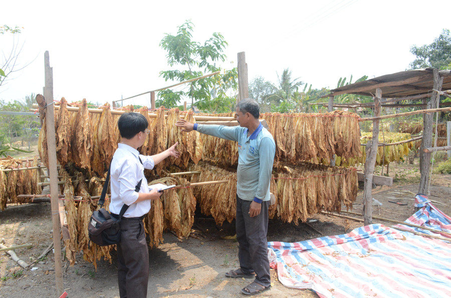 Trồng thuốc lá nâu góp phần bảo vệ rừng, bảo vệ môi trường. Ảnh: Vĩnh Hoàng