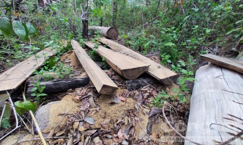 Cách đó khoảng 5km (gần cầu Ia Tơi, xã Ia Tơi), có 1 điểm phá rừng, theo quan sát từ hiện trường thì đã diễn ra khá lâu