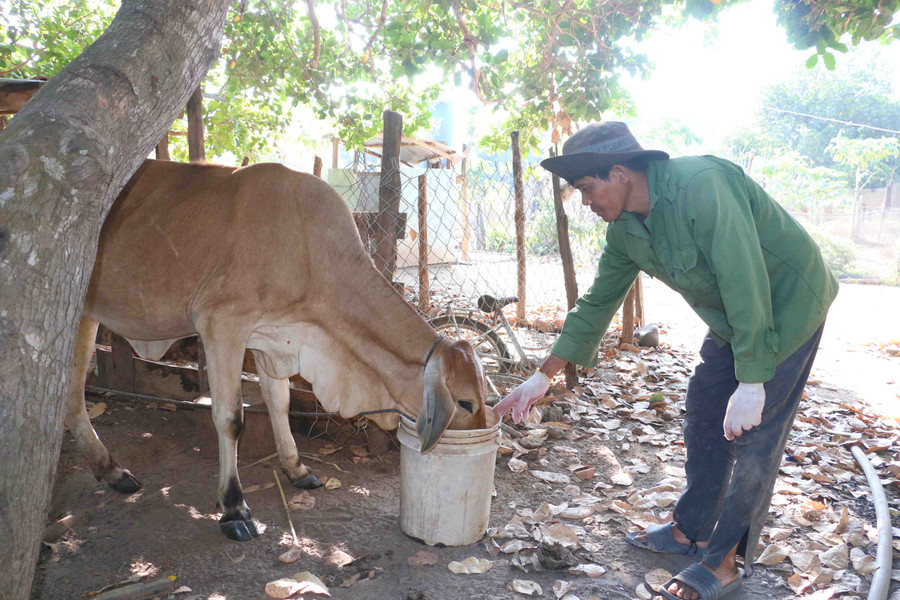 Ông Phiếu phấn khởi vì được nhà nước cấp bò sinh sản để phát triển kinh tế gia đình