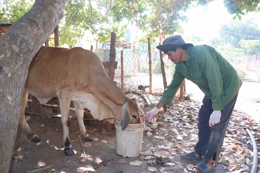 Ông Phiếu phấn khởi vì được nhà nước cấp bò sinh sản để phát triển kinh tế gia đình