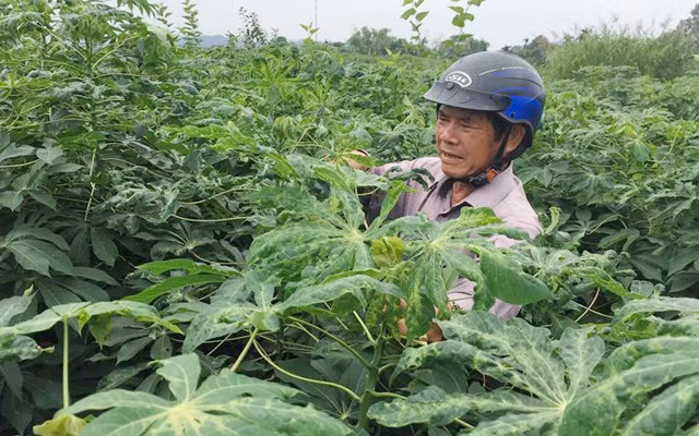  Ruộng khoai mì bị nhiễm bệnh khảm lá sắn ở Quảng Ngãi. Ảnh C.P