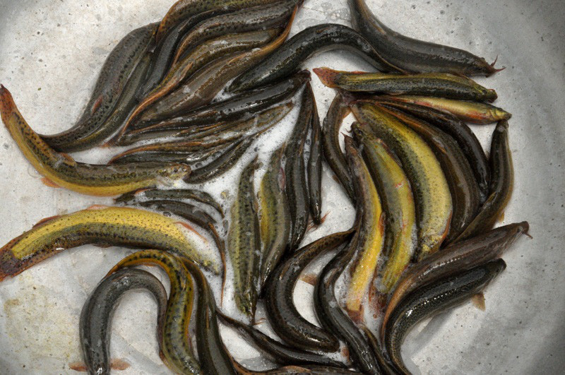 Cá chạch, mặt hàng bán khá chạy tại trang trại Thiên Tư.