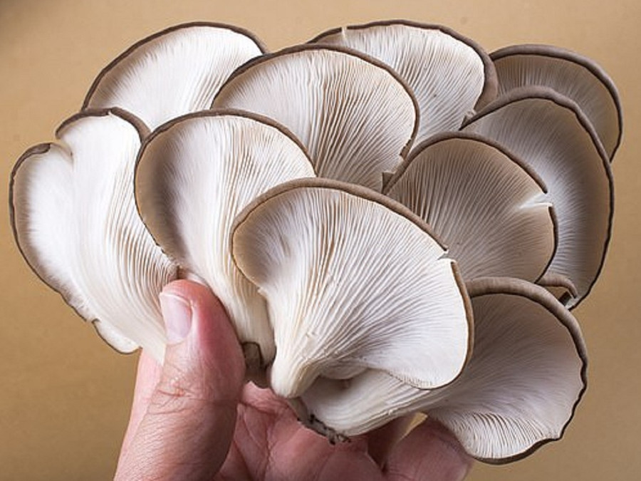  Ăn nấm thường xuyên có thể giúp giảm đáng kể nguy cơ mắc ung thư vú - Ảnh: Shutterstock