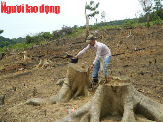 Một vụ triệt hạ cây rừng ở Quảng Trị Một vụ triệt hạ cây rừng ở Quảng Trị