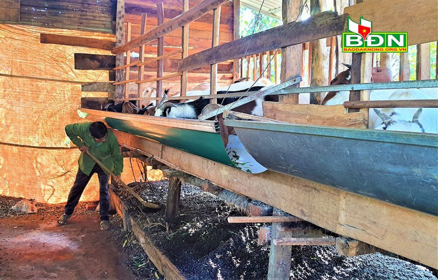 Mô hình nuôi dê còn giúp các hộ dân huyện Đắk Song, tỉnh Đắk Nông có nguồn phân chăm bón cho cây trồng