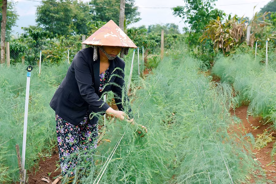 Chủ tịch Hội Liên hiệp Phụ nữ huyện Chư Păh, Nguyễn Thị Thúy cho biết: Việc hỗ trợ vay vốn cho chị em phụ nữ trên địa bàn huyện phát triển kinh tế, ổn định cuộc sống thông qua nguồn vốn tín dụng chính sách của Ngân hàng Chính sách Xã hội luôn nhận được sự quan tâm và tham gia của các chị em hội viên. Qua đó, góp phần tích cực vào việc phát triển kinh tế-xã hội, giảm nghèo bền vững, xây dựng nông thôn mới trên địa bàn huyện.