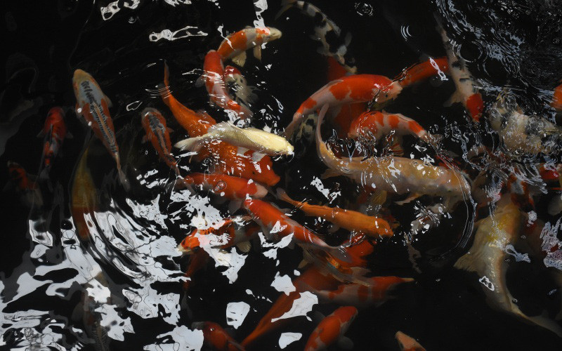 Sau nhiều năm khởi nghiệp cùng đam mê, anh đã đúc rút được nhiều kinh nghiệm quý và một trong những kinh nghiệm ấy là việc biến đam mê thành hành động và phải khởi nghiệp trên một nền tảng vững vàng.