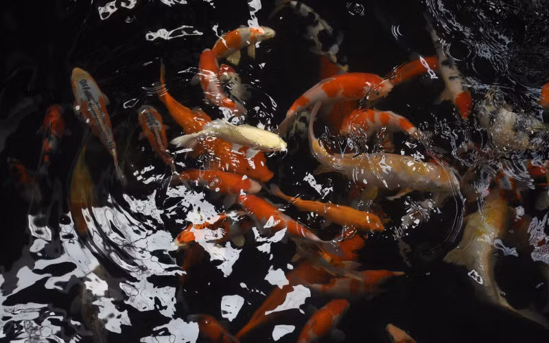 Sau nhiều năm khởi nghiệp cùng đam mê, anh đã đúc rút được nhiều kinh nghiệm quý và một trong những kinh nghiệm ấy là việc biến đam mê thành hành động và phải khởi nghiệp trên một nền tảng vững vàng.