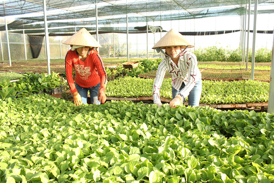  Sản xuất rau xanh theo hướng VietGAP tại Hợp tác xã Nông nghiệp và Dịch vụ An Phú Thịnh (TP. Pleiku). Ảnh: Nguyễn Diệp