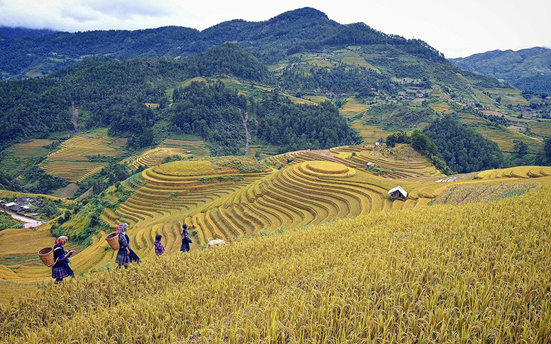 Ruộng bậc thang mùa lúa chín tại huyện Mù Cang Chải (Yên Bái).