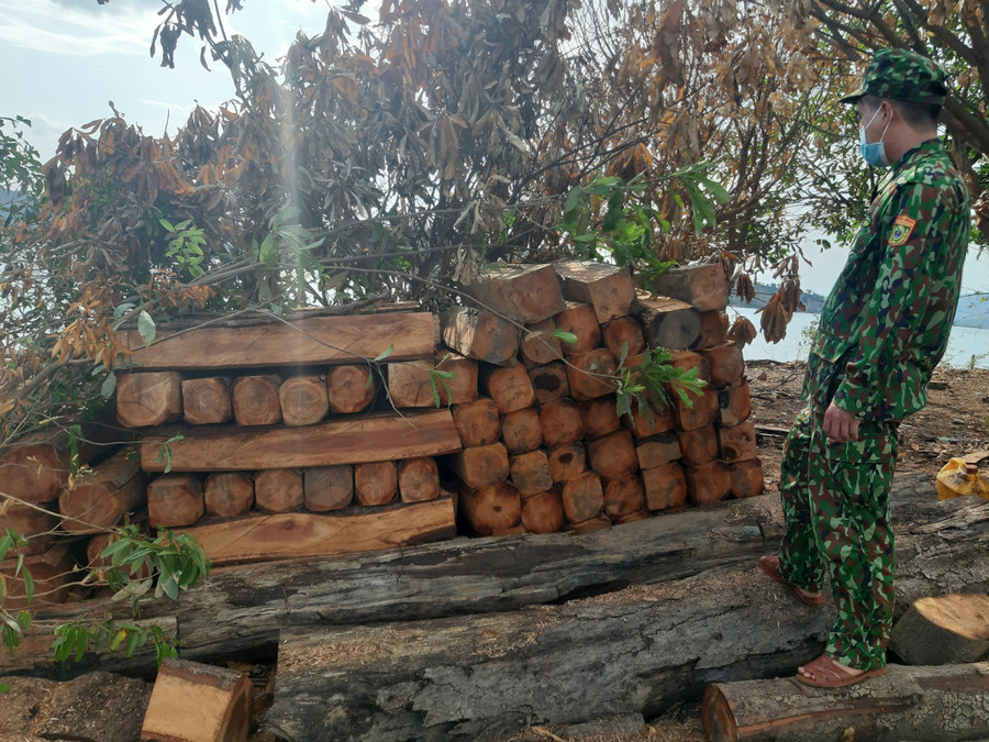 1. Nhiều lóng gỗ được xẻ hộp vuông vức tập kết trái phép. Ảnh_ Hoành Sơn