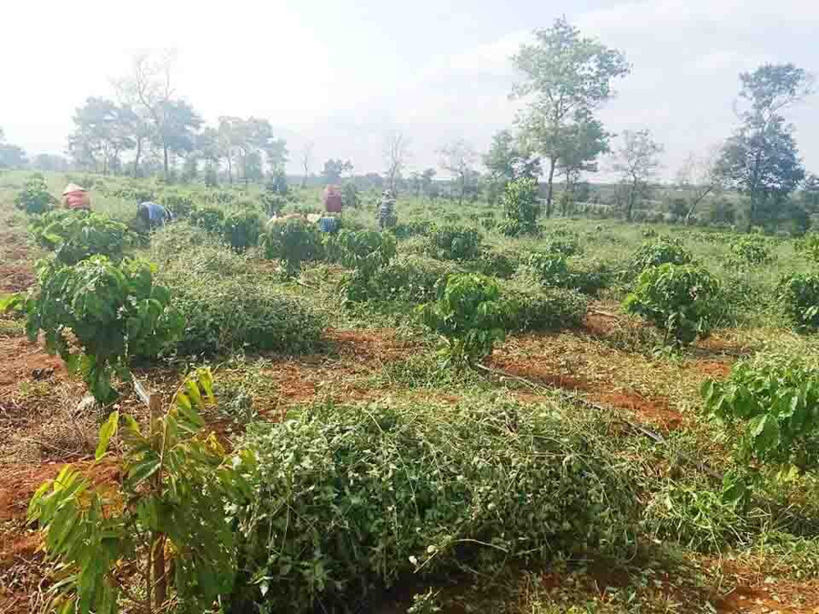 2 ha cà gai leo xen trong vườn cà phê của gia đình anh Vương mang lại hiệu quả kinh tế cao. Ảnh: Nguyễn Diệp