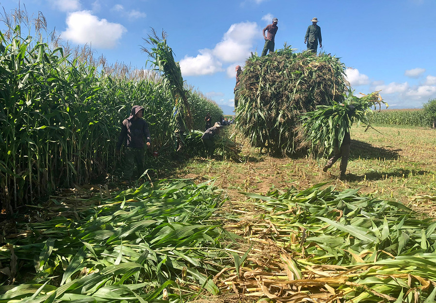 Mô hình sản xuất bắp sinh khối cho thu nhập cao ở huyện Ia Pa. Ảnh: Lê Anh Mô hình sản xuất bắp sinh khối cho thu nhập cao ở huyện Ia Pa. Ảnh: Lê Anh