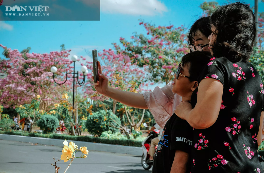 Nhiều gia đình, bạn trẻ đổ xô đến con đường hoa kèn hồng ở Sóc Trăng để check in. Ảnh: NT.