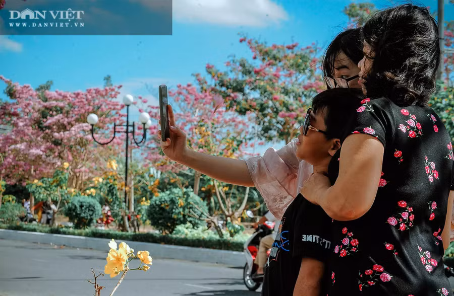 Nhiều gia đình, bạn trẻ đổ xô đến con đường hoa kèn hồng ở Sóc Trăng để check in. Ảnh: NT.