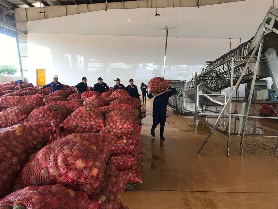 Xuất khẩu chanh dây của DOVECO Gia Lai đã góp phần tăng trưởng kim ngạch xuất khẩu của tỉnh trong năm 2021. Ảnh: Thảo Nguyên Xuất khẩu chanh dây của DOVECO Gia Lai đã góp phần tăng trưởng kim ngạch xuất khẩu của tỉnh trong năm 2021. Ảnh: Thảo Nguyên