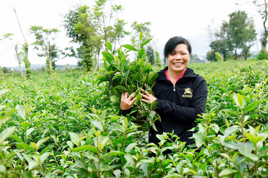 Chị Huyền kể: “Trước đây, gia đình tôi rất khó khăn, không có vốn để phát triển kinh tế. Được Hội Phụ nữ xã giúp đỡ, tôi vay được 30 triệu đồng từ nguồn vốn vay Giải quyết việc làm của NHCSXH huyện để phát triển kinh tế. Tôi đã dùng số tiền đó chăm sóc 5 sào chè và 3 sào cà phê. Đến nay, mô hình này đã cho gia đình tôi thu hoạch và đem lại thu nhập trên 100 triệu đồng/năm. Nhờ đó, tôi đã xây được nhà kiên cố và có cuộc sống ổn định”.