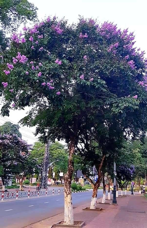  Tháng 4, Phố núi Pleiku rực rỡ sắc bằng lăng. Ảnh: Duy Lê