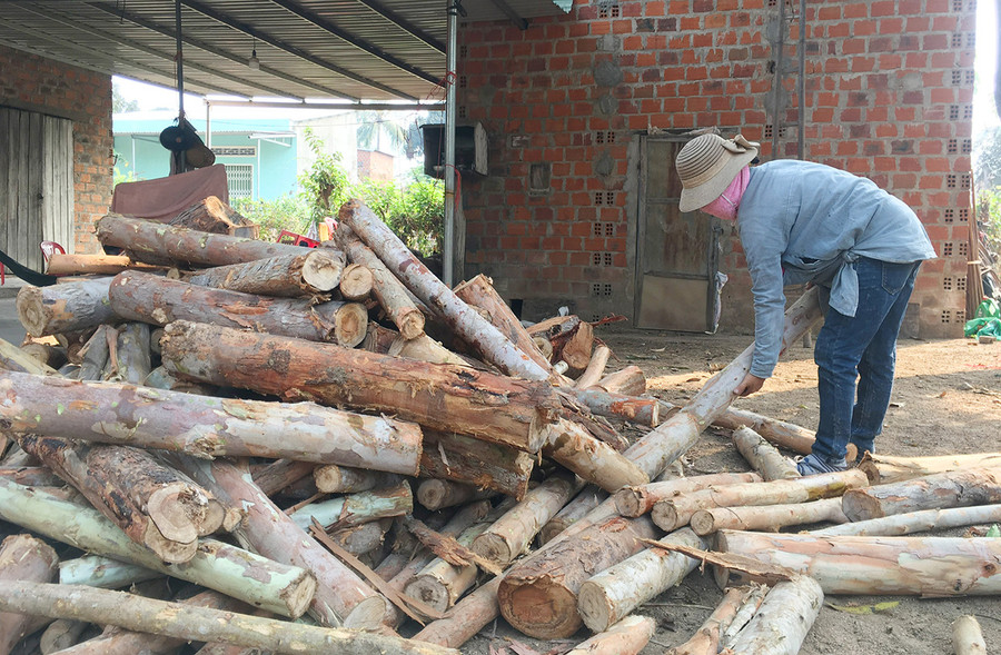 Nhờ trồng cây bạch đàn nên gia đình chị Nguyễn Thị Bình (buôn Lúk, xã Phú Cần, huyện Krông Pa) đã chủ động nguyên liệu sấy thuốc lá. Ảnh: Quang Tấn