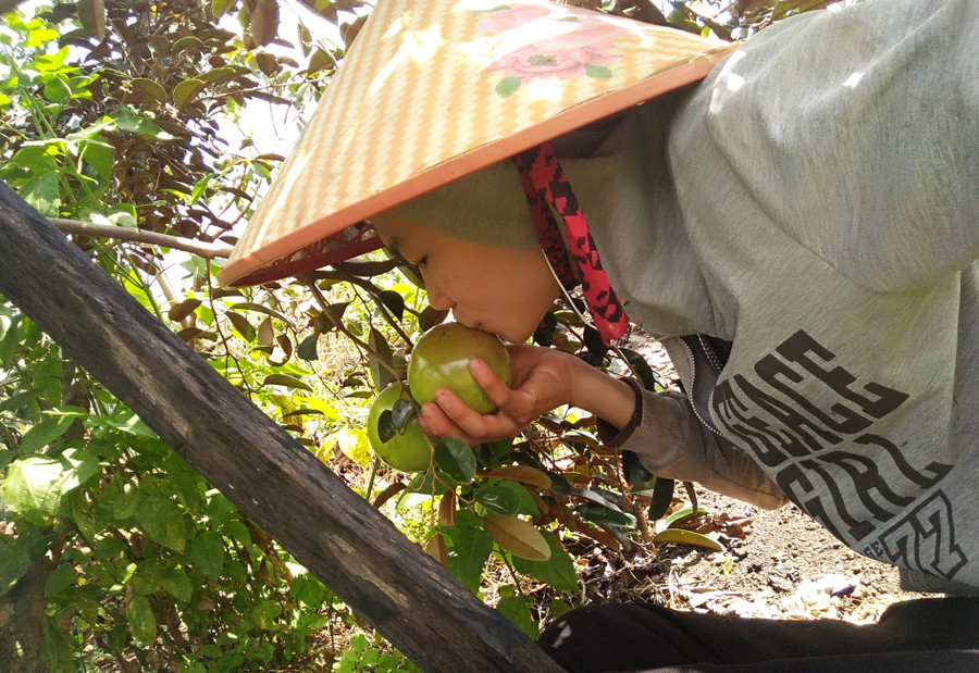 Vườn vú sữa của Thành cũng bắt đầu cho quả ngọt.