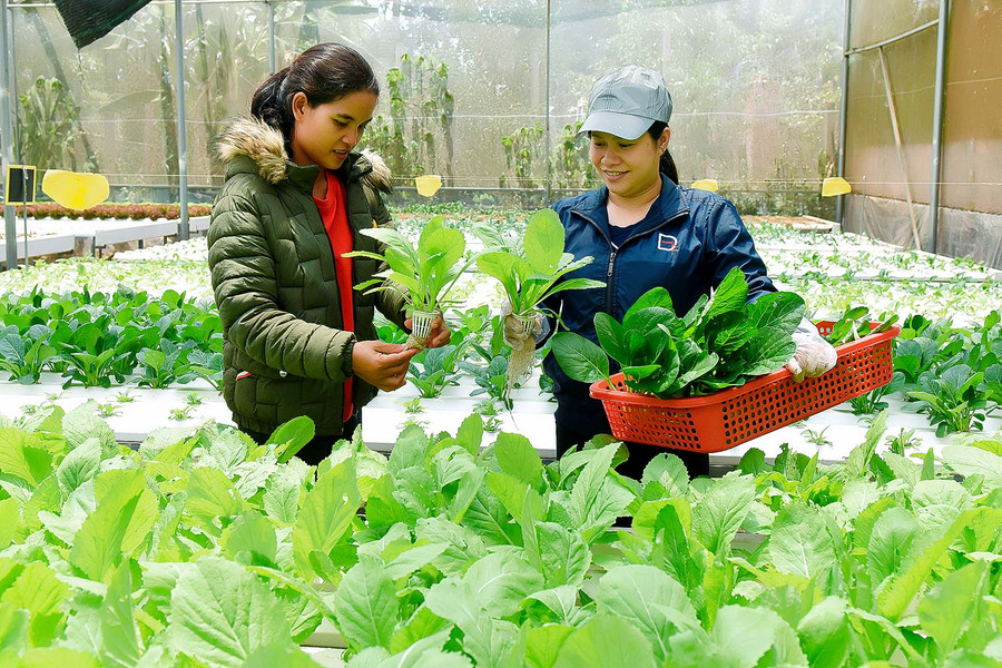 Hàng năm, các hội viên đều được tham dự các lớp tập huấn chuyển giao khoa học kỹ thuật, các lớp dạy nghề về chăn nuôi, trồng trọt… để giúp chị em có kiến thức áp dụng vào sản xuất, phát huy hiệu quả vốn vay. Chị Huỳnh Thị Ngọc Hiền ở thôn 1 (thị trấn Phú Hòa, huyện Chư Păh) đầu tư 800 m2 nhà màng trồng rau thủy canh, chị được hỗ trợ vay vốn 30 triệu đồng từ tổ tiết kiệm để mua cây giống và vật tư. Nhờ đó cuộc sống của gia đình chị ngày càng phát triển.