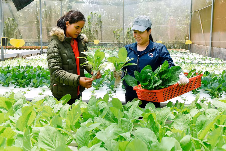 Hàng năm, các hội viên đều được tham dự các lớp tập huấn chuyển giao khoa học kỹ thuật, các lớp dạy nghề về chăn nuôi, trồng trọt… để giúp chị em có kiến thức áp dụng vào sản xuất, phát huy hiệu quả vốn vay. Chị Huỳnh Thị Ngọc Hiền ở thôn 1 (thị trấn Phú Hòa, huyện Chư Păh) đầu tư 800 m2 nhà màng trồng rau thủy canh, chị được hỗ trợ vay vốn 30 triệu đồng từ tổ tiết kiệm để mua cây giống và vật tư. Nhờ đó cuộc sống của gia đình chị ngày càng phát triển.