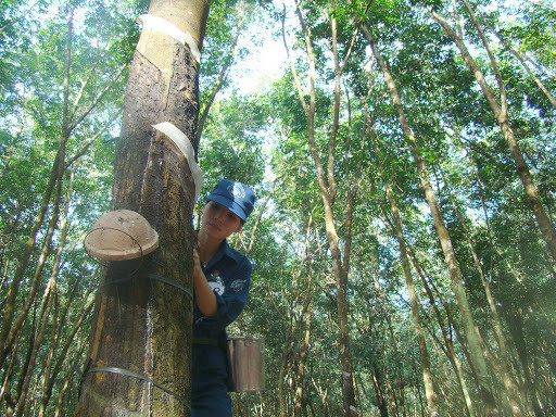  Nhu cầu tăng cao từ Trung Quốc giúp giá cao su xuất khẩu của Việt Nam tăng liên tiếp trong 9 tháng liền. Ảnh: I.T