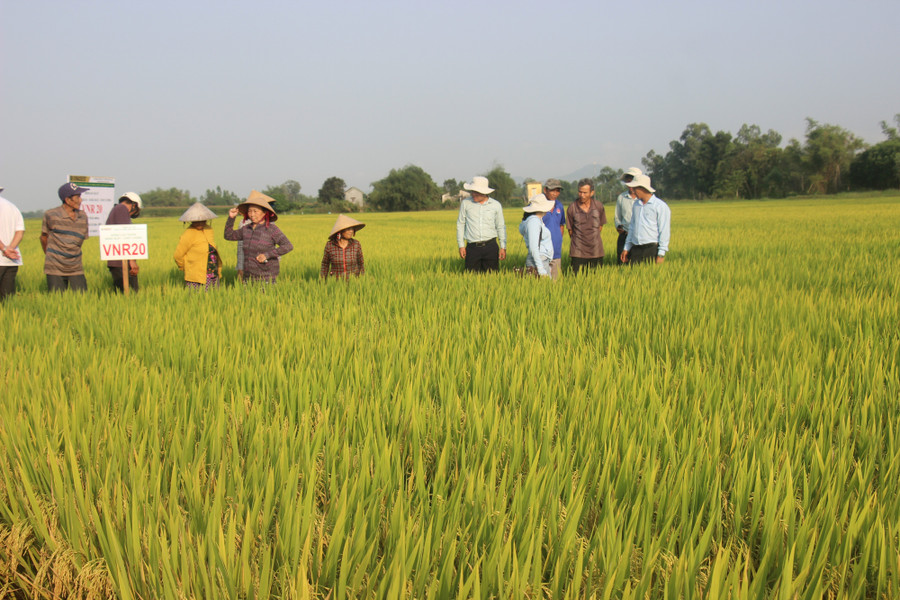 Cánh đồng VNR20 tại xã Nhơn Lộc (TX.An Nhơn). Cánh đồng VNR20 tại xã Nhơn Lộc (TX.An Nhơn).