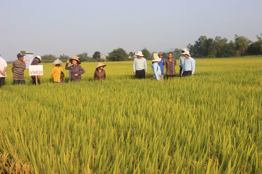Cánh đồng VNR20 tại xã Nhơn Lộc (TX.An Nhơn).