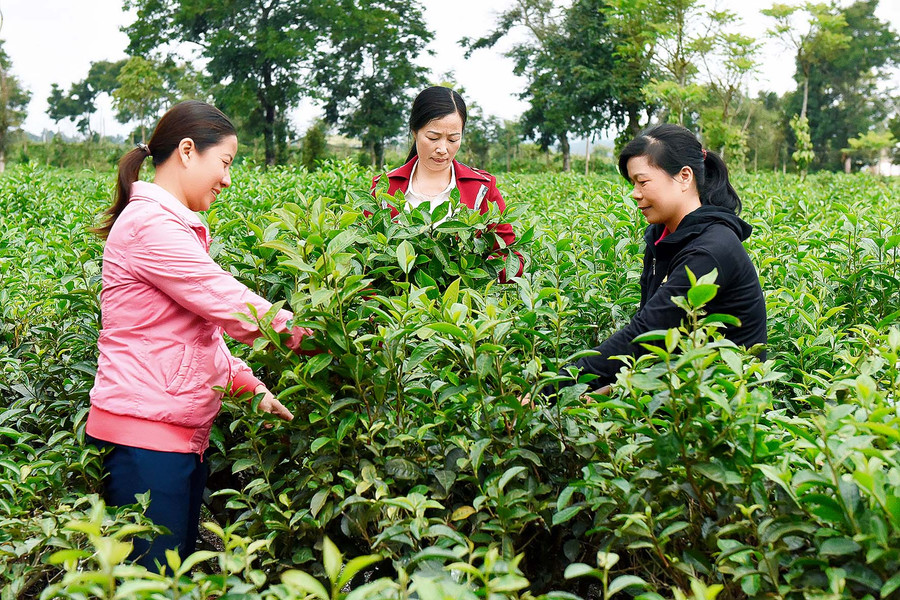 Từ nguồn vốn vay Ngân hàng Chính sách Xã hội, giúp gia đình Chị Hà Thị Huyền ở thôn 7 xã Nghĩa Hưng (huyện Chư Păh) có cuộc sống ổn định.